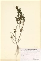 藏品(雞眼草)的圖片